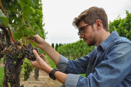 Student inspecting grapes in a vineyard.